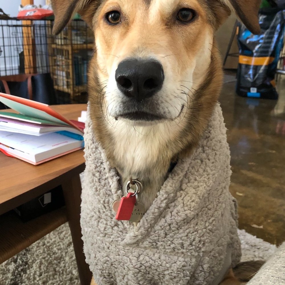 American Eagle - ABO SHERPA DOGGY HOODIE in Tan